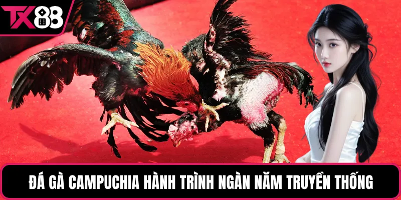Đá gà campuchia hành trình ngàn năm truyền thống