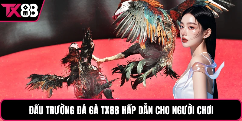 Đấu trường đá gà TX88 hấp dẫn cho người chơi