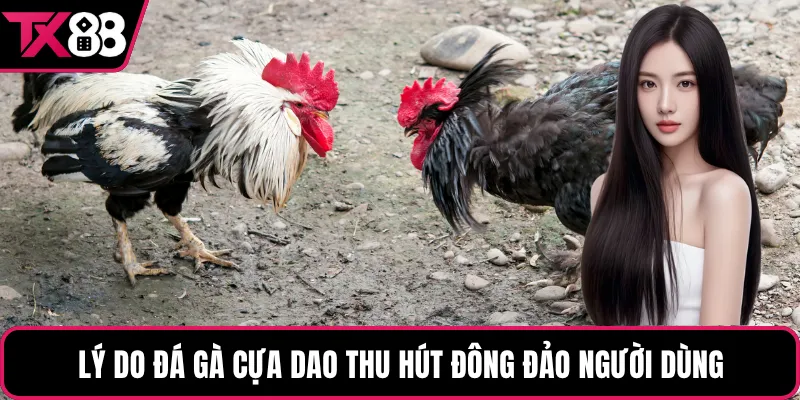 Lý do đá gà cựa dao thu hút đông đảo người dùng