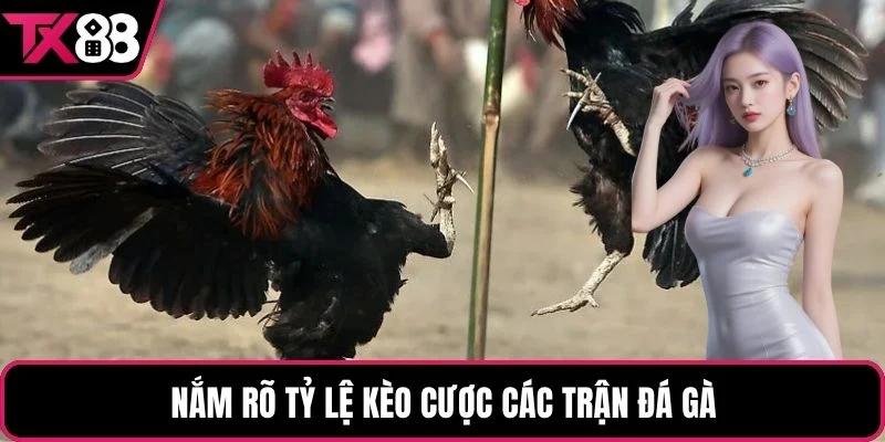 Nắm rõ tỷ lệ kèo cược các trận đá gà